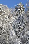 neige claudine 007