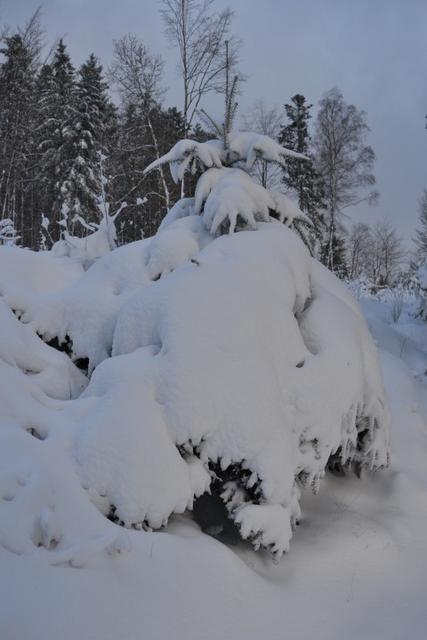 neige 2015 001 (Small)