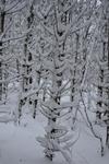 neige 2015 004 (Small)