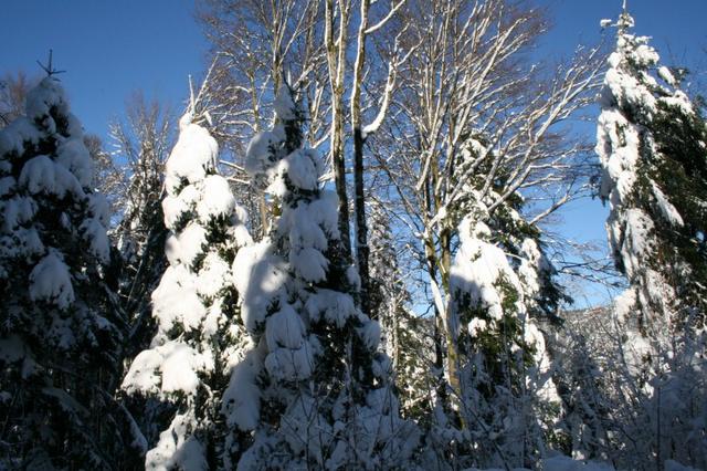 Neige SM 2015 018 (Small)