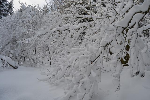 Neige Claudine 3 039 (Small)