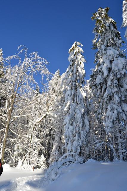 Neige Claudine fevrier 2015 009 (Small)