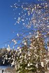 Neige Claudine fevrier 2015 022 (Small)