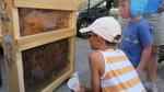 Bluets et plantes 025 (Small)
