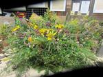 Bluet plantes et miel (78) (Small)