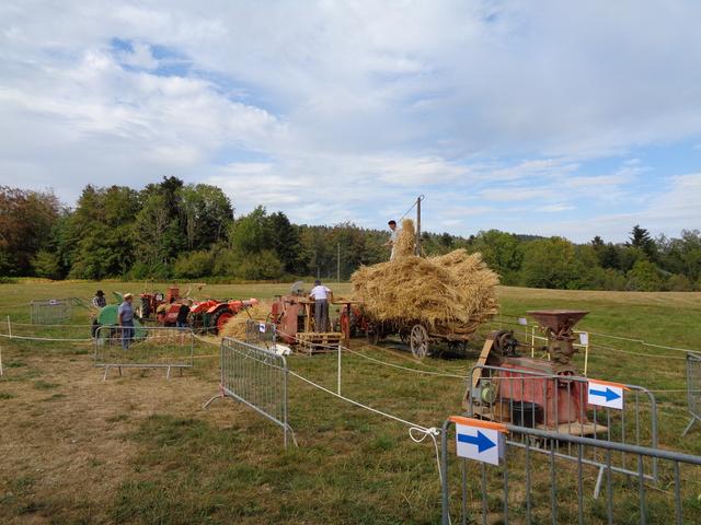 Marche d ete Ble farine (1)