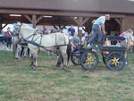9 Le cheval (24) (Small)