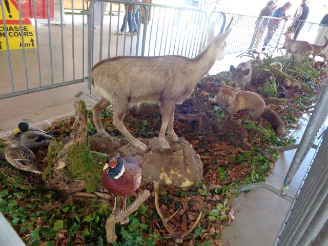 4 Chasse et nature (8) (Small)