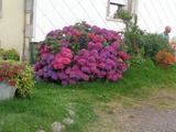 5 Marche d ete bluet plantes miel escargots (17) (Small)