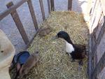 4 Broderie filage animaux (24) (Small)