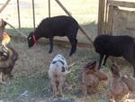 4 Broderie filage animaux (25) (Small)