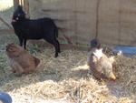 4 Broderie filage animaux (26) (Small)