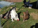 4 Broderie filage animaux (29) (Small)