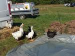 4 Broderie filage animaux (30) (Small)