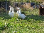 4 Broderie filage animaux (68) (Small)