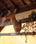 5 La chasse et la nature (6) (Small)