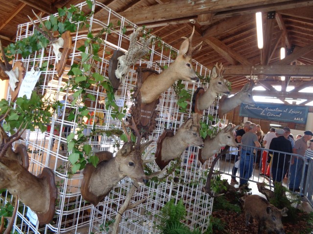 5 La chasse et la nature (23) (Small)