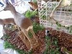 5 La chasse et la nature (24) (Small)