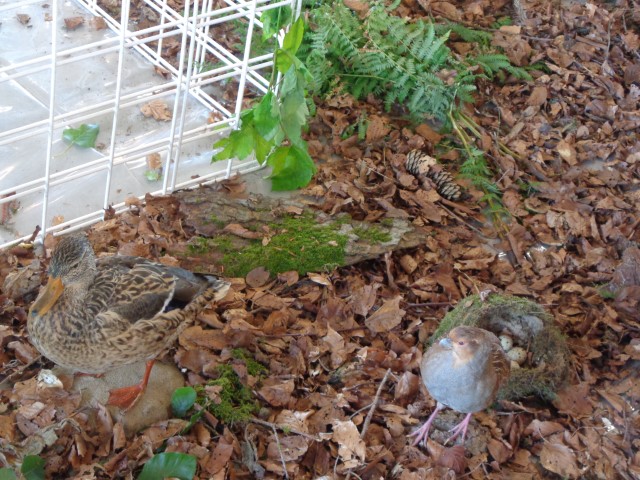 5 La chasse et la nature (25) (Small)