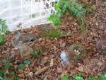 5 La chasse et la nature (26) (Small)
