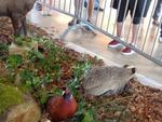 5 La chasse et la nature (33) (Small)