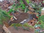 5 La chasse et la nature (34) (Small)