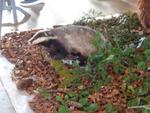 5 La chasse et la nature (38) (Small)