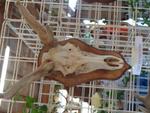 5 La chasse et la nature (39) (Small)