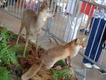 5 La chasse et la nature (49) (Small)