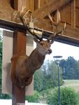 5 La chasse et la nature (98) (Small)