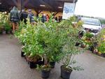 6 Marche d ete bluet plantes miel escargot (16) (Small)