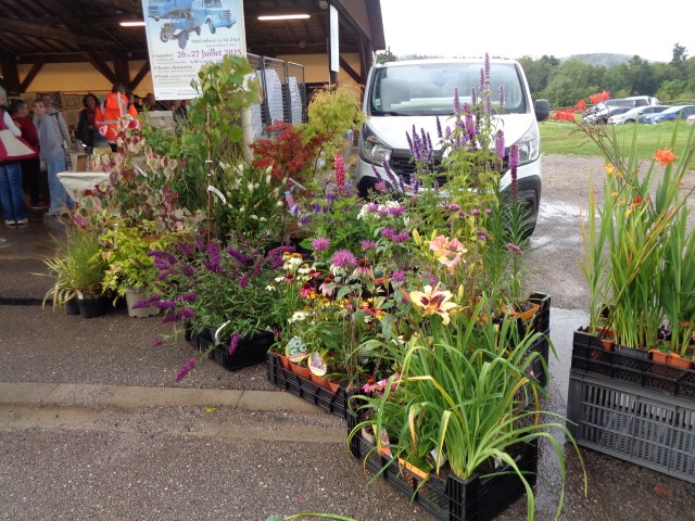6 Marche d ete bluet plantes miel escargot (17) (Small)