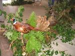 Marche d ete La chasse 25 aout 2005 003
