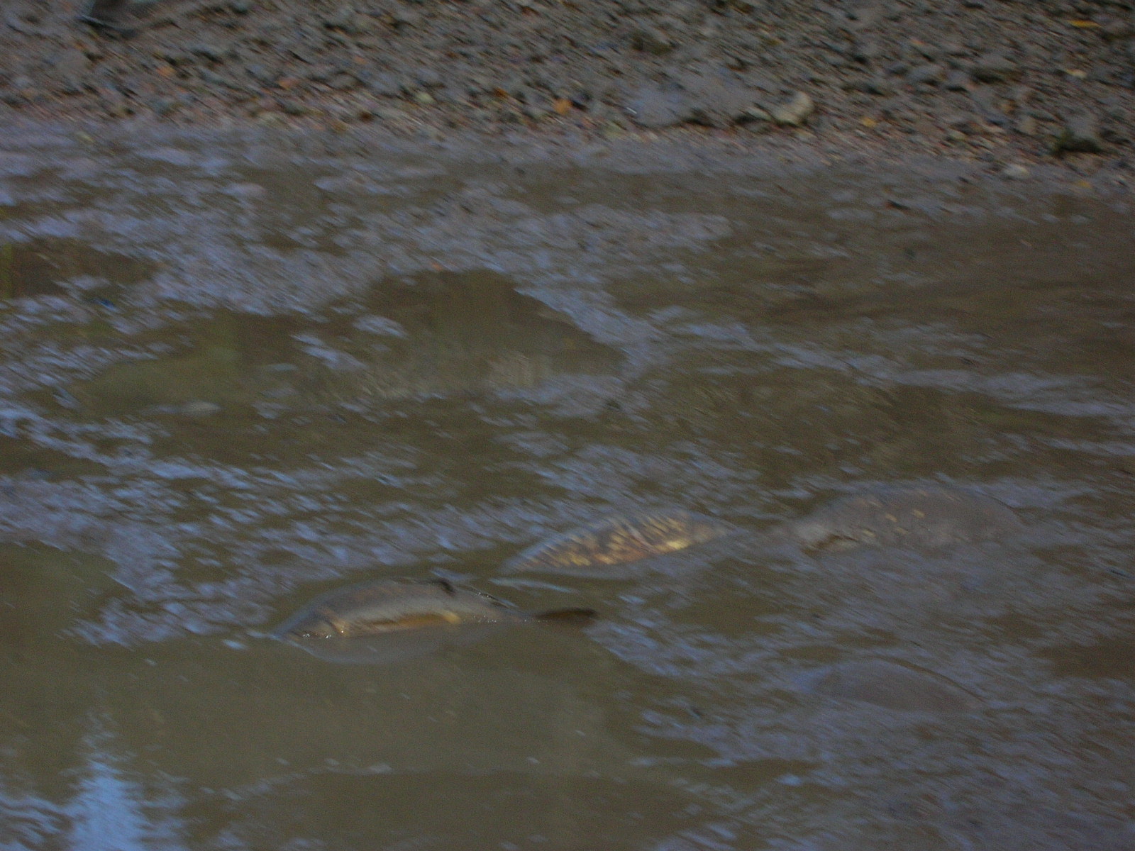 Vidange etang jean pour recuperer les carpes 009